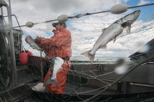 The Bristol Bay Ecosystem: What types of fish can you catch in Bristol Bay?