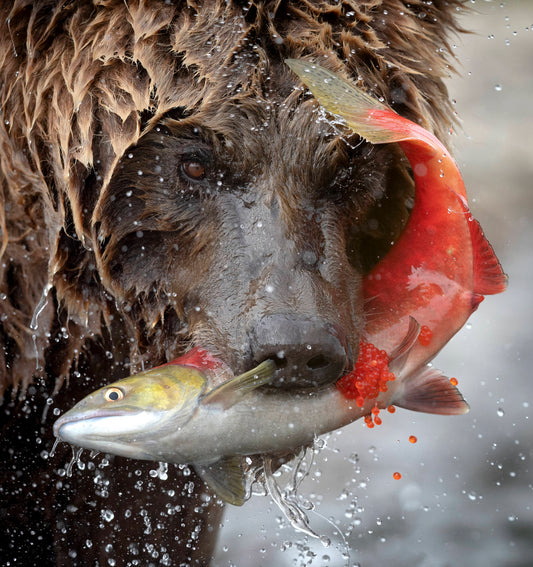 Pride of Bristol Bay: The bears of McNeil and the Pebble Mine project