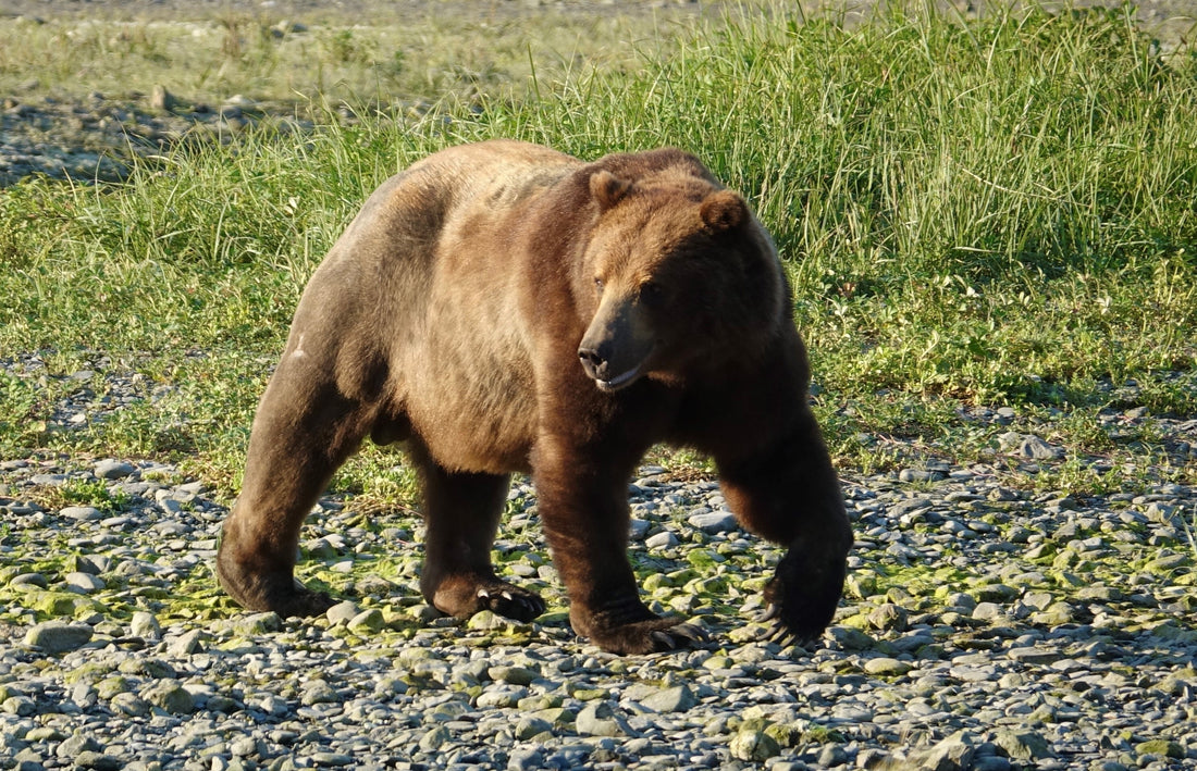 The Brown Bears of Bristol Bay and Alaska Peninsula