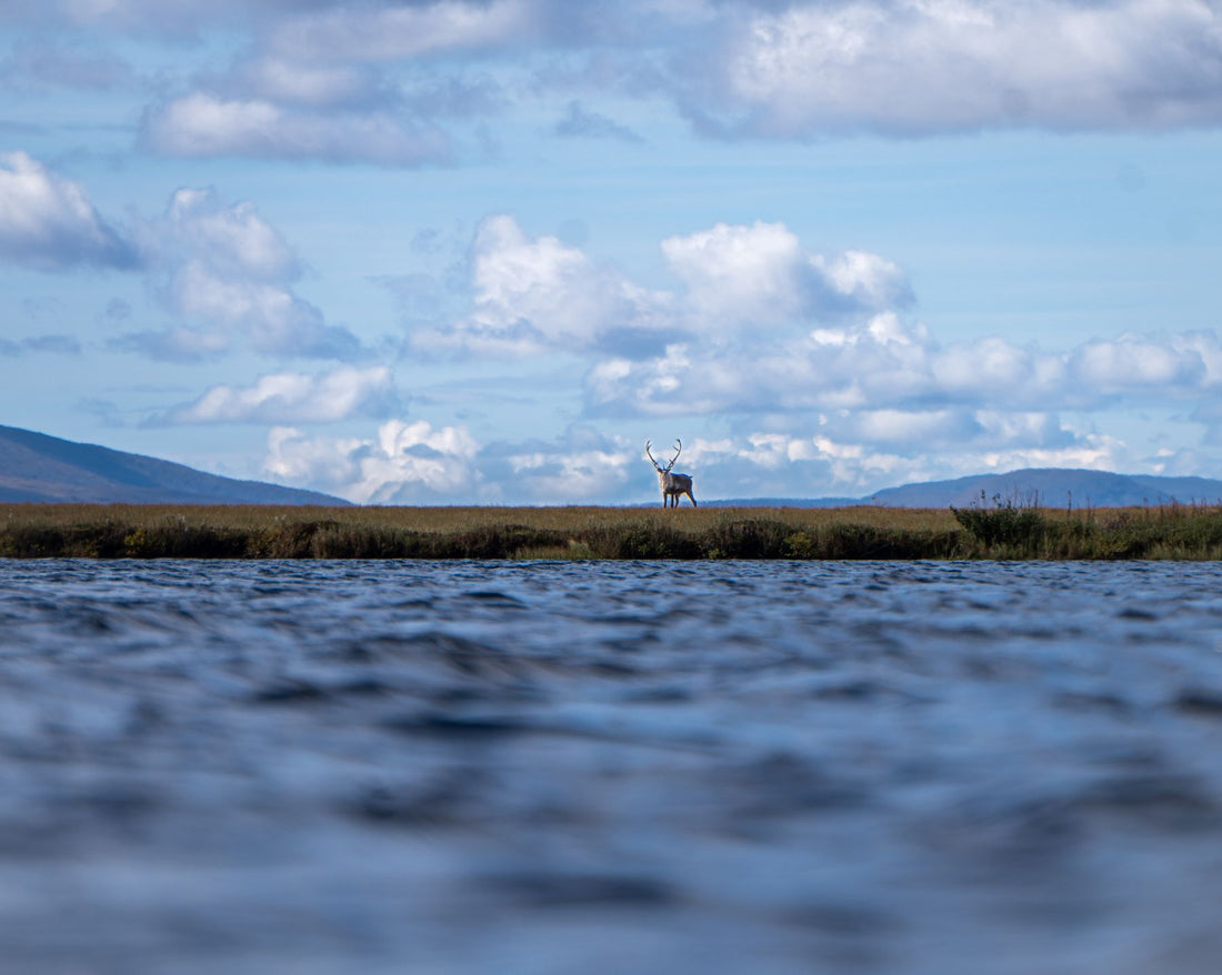 Savoring Bristol Bay: An Adventure Recap from Captain Steve