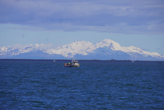 What We're Seeing on the Water: The 2026 Bristol Bay Sockeye Run