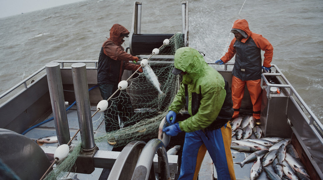 2023 Sockeye Run Projections