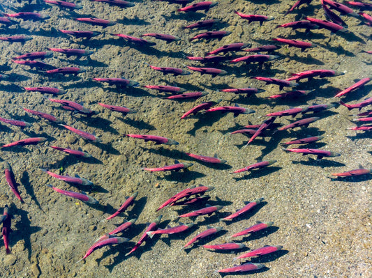 ­Biggest ever Brist­­ol Bay run in 2022? Biologists say yes, by a long shot